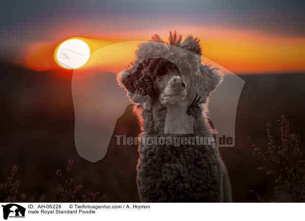 male Royal Standard Poodle / AH-06228