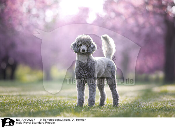 male Royal Standard Poodle / AH-06237