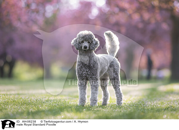 male Royal Standard Poodle / AH-06238
