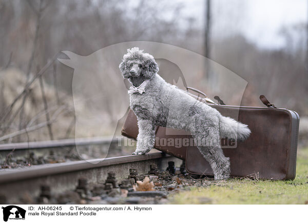 Kleinpudel Rde / male Royal Standard Poodle / AH-06245