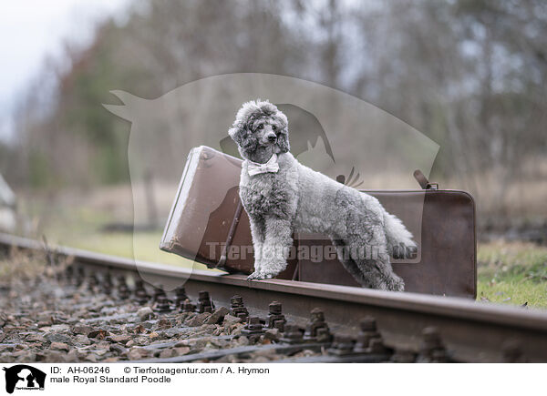 Kleinpudel Rde / male Royal Standard Poodle / AH-06246