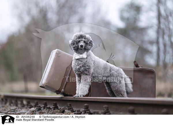 Kleinpudel Rde / male Royal Standard Poodle / AH-06248
