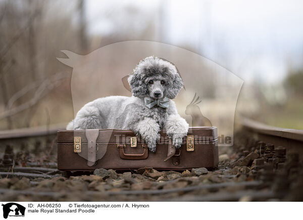 Kleinpudel Rde / male Royal Standard Poodle / AH-06250