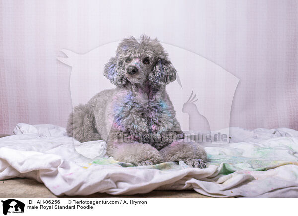 Kleinpudel Rde / male Royal Standard Poodle / AH-06256