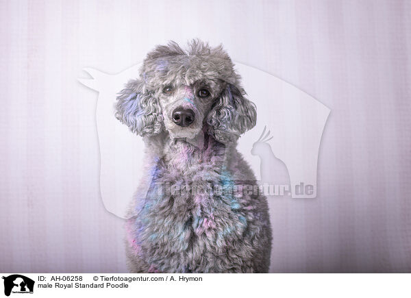 Kleinpudel Rde / male Royal Standard Poodle / AH-06258