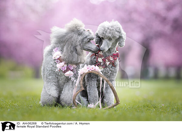 female Royal Standard Poodles / AH-06268