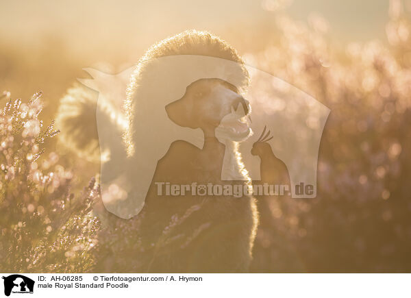Kleinpudel Rde / male Royal Standard Poodle / AH-06285