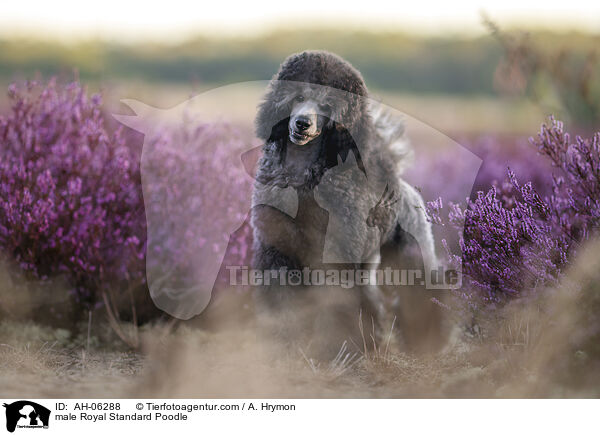 Kleinpudel Rde / male Royal Standard Poodle / AH-06288