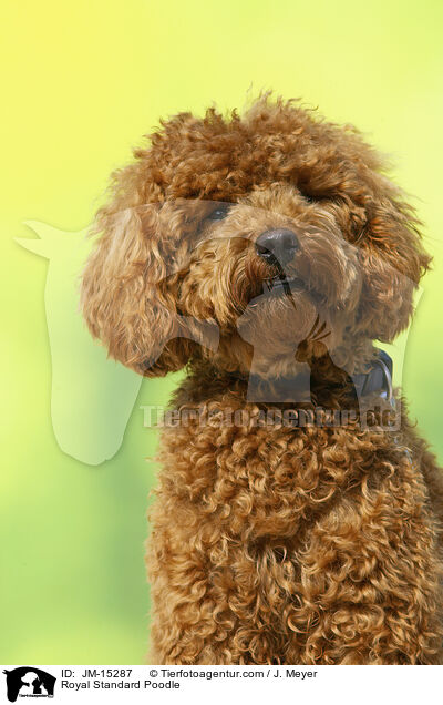 Royal Standard Poodle / JM-15287