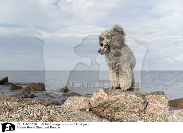 female Royal Standard Poodle / AH-06516