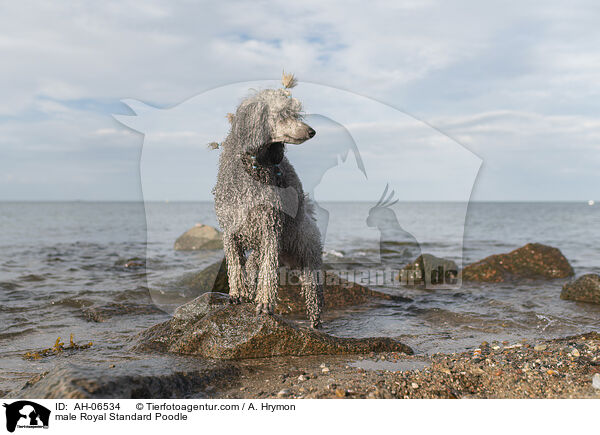 male Royal Standard Poodle / AH-06534