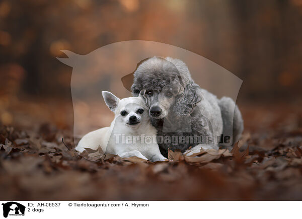 2 dogs / AH-06537