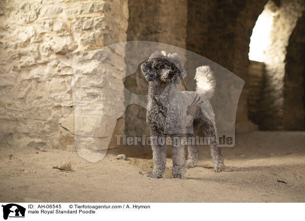 Kleinpudel Rde / male Royal Standard Poodle / AH-06545