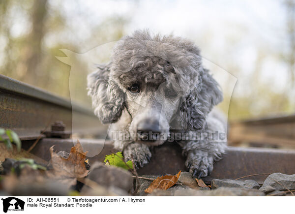 Kleinpudel Rde / male Royal Standard Poodle / AH-06551