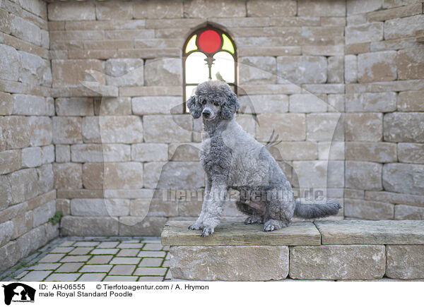 Kleinpudel Rde / male Royal Standard Poodle / AH-06555