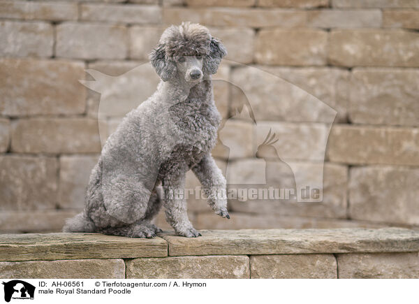 Kleinpudel Rde / male Royal Standard Poodle / AH-06561
