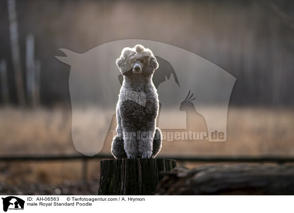 Kleinpudel Rde / male Royal Standard Poodle / AH-06563