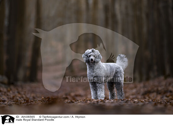 Kleinpudel Rde / male Royal Standard Poodle / AH-06565