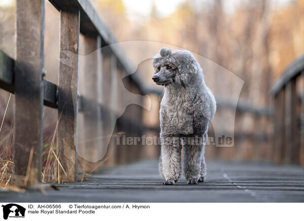 Kleinpudel Rde / male Royal Standard Poodle / AH-06566