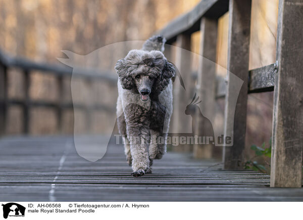 Kleinpudel Rde / male Royal Standard Poodle / AH-06568