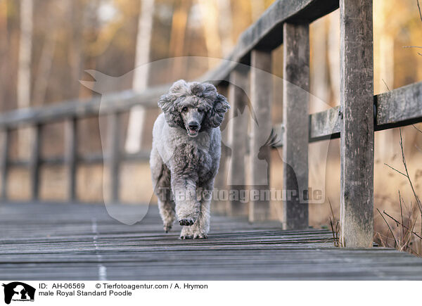 Kleinpudel Rde / male Royal Standard Poodle / AH-06569