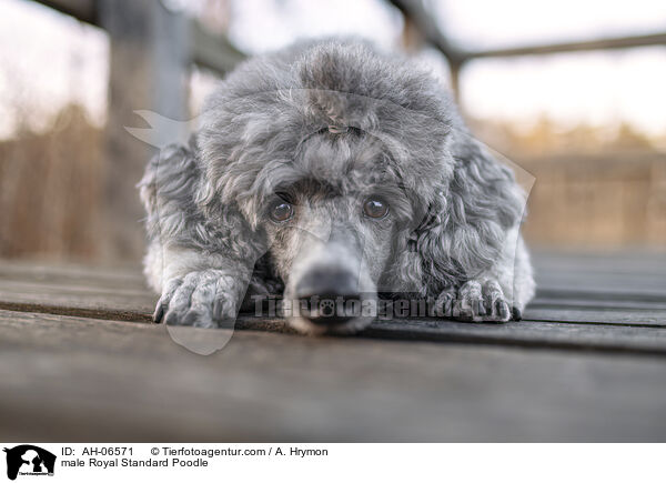 Kleinpudel Rde / male Royal Standard Poodle / AH-06571