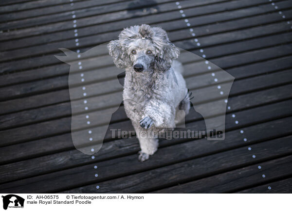 Kleinpudel Rde / male Royal Standard Poodle / AH-06575