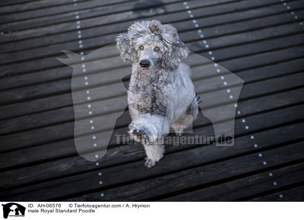 Kleinpudel Rde / male Royal Standard Poodle / AH-06576