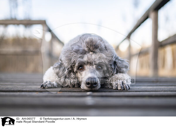 Kleinpudel Rde / male Royal Standard Poodle / AH-06577