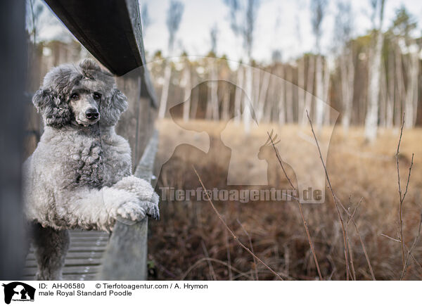 male Royal Standard Poodle / AH-06580