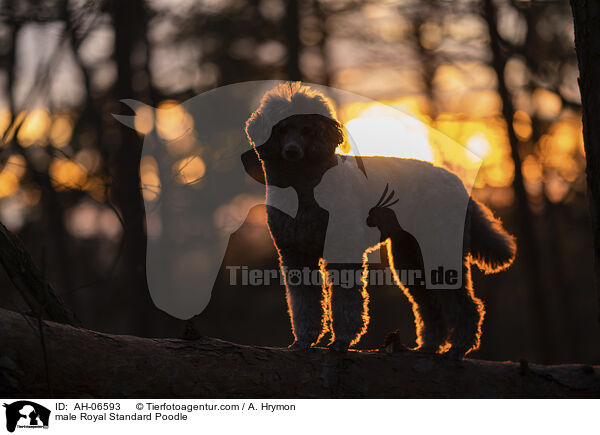 Kleinpudel Rde / male Royal Standard Poodle / AH-06593
