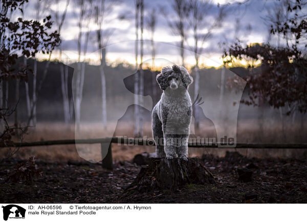 Kleinpudel Rde / male Royal Standard Poodle / AH-06596