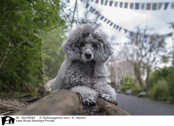Kleinpudel Rde / male Royal Standard Poodle / AH-06599