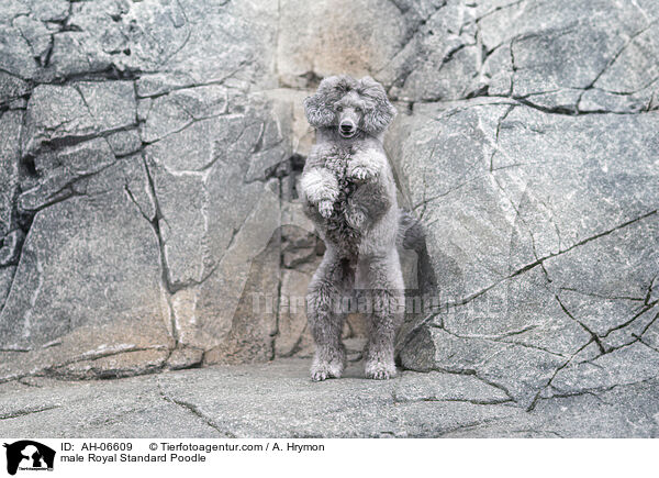 male Royal Standard Poodle / AH-06609