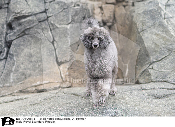 Kleinpudel Rde / male Royal Standard Poodle / AH-06611