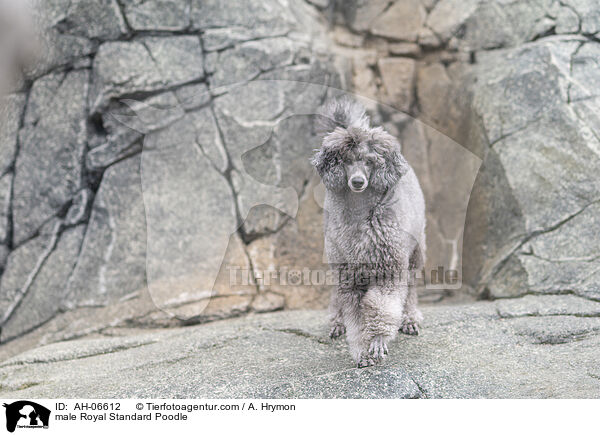 Kleinpudel Rde / male Royal Standard Poodle / AH-06612