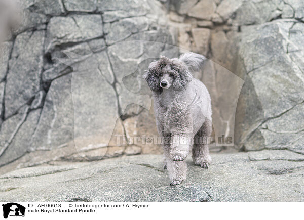Kleinpudel Rde / male Royal Standard Poodle / AH-06613