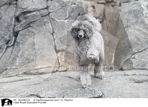 Kleinpudel Rde / male Royal Standard Poodle / AH-06614