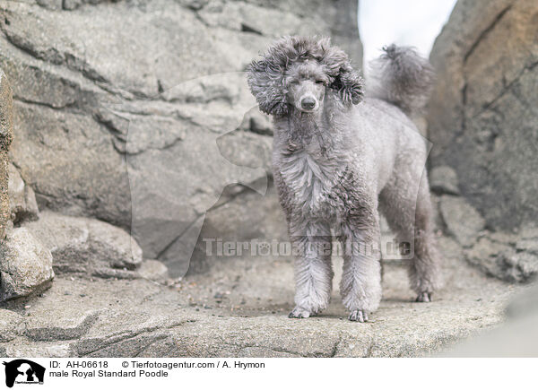 Kleinpudel Rde / male Royal Standard Poodle / AH-06618