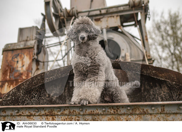 male Royal Standard Poodle / AH-06630