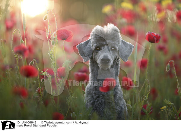 Kleinpudel Rde / male Royal Standard Poodle / AH-06642