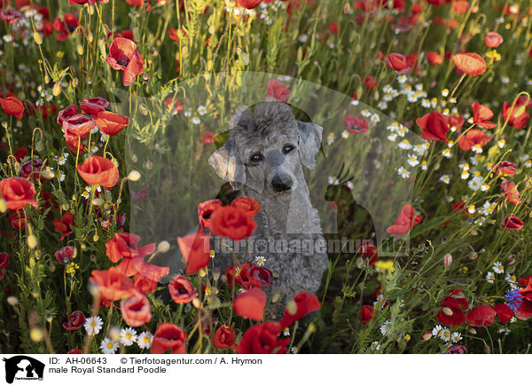 Kleinpudel Rde / male Royal Standard Poodle / AH-06643