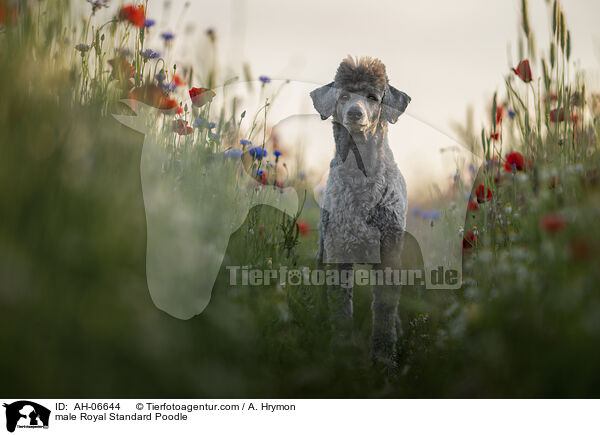 Kleinpudel Rde / male Royal Standard Poodle / AH-06644