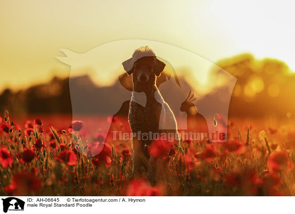 Kleinpudel Rde / male Royal Standard Poodle / AH-06645