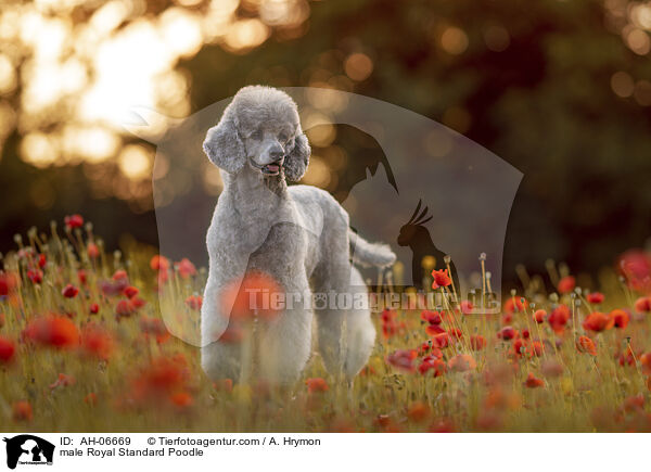 Kleinpudel Rde / male Royal Standard Poodle / AH-06669