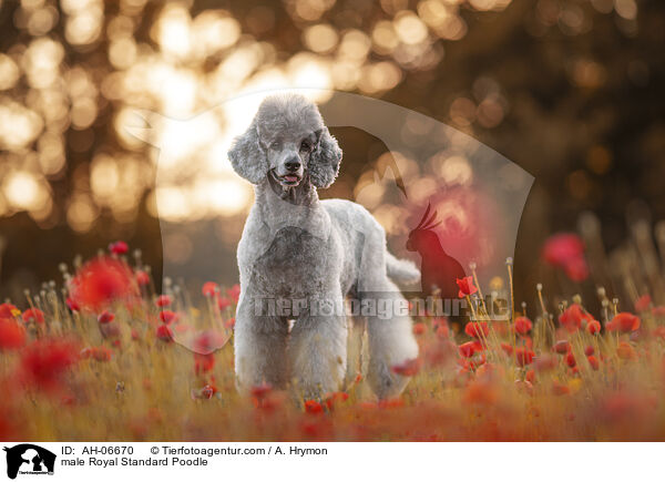 Kleinpudel Rde / male Royal Standard Poodle / AH-06670