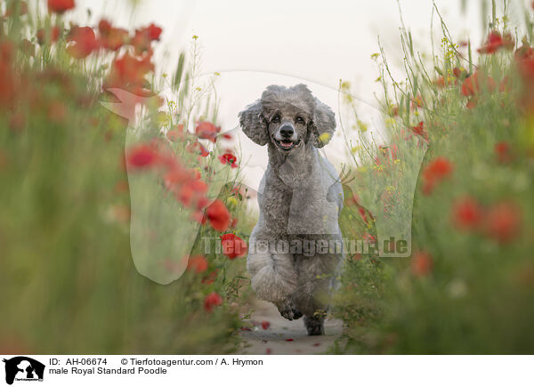 male Royal Standard Poodle / AH-06674