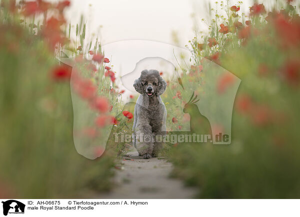 Kleinpudel Rde / male Royal Standard Poodle / AH-06675