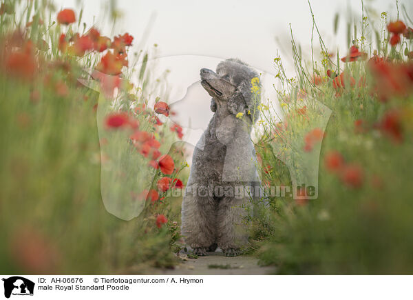 Kleinpudel Rde / male Royal Standard Poodle / AH-06676