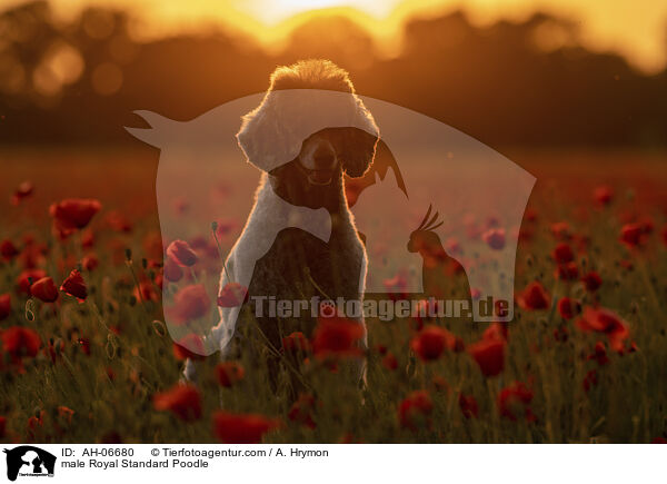 Kleinpudel Rde / male Royal Standard Poodle / AH-06680